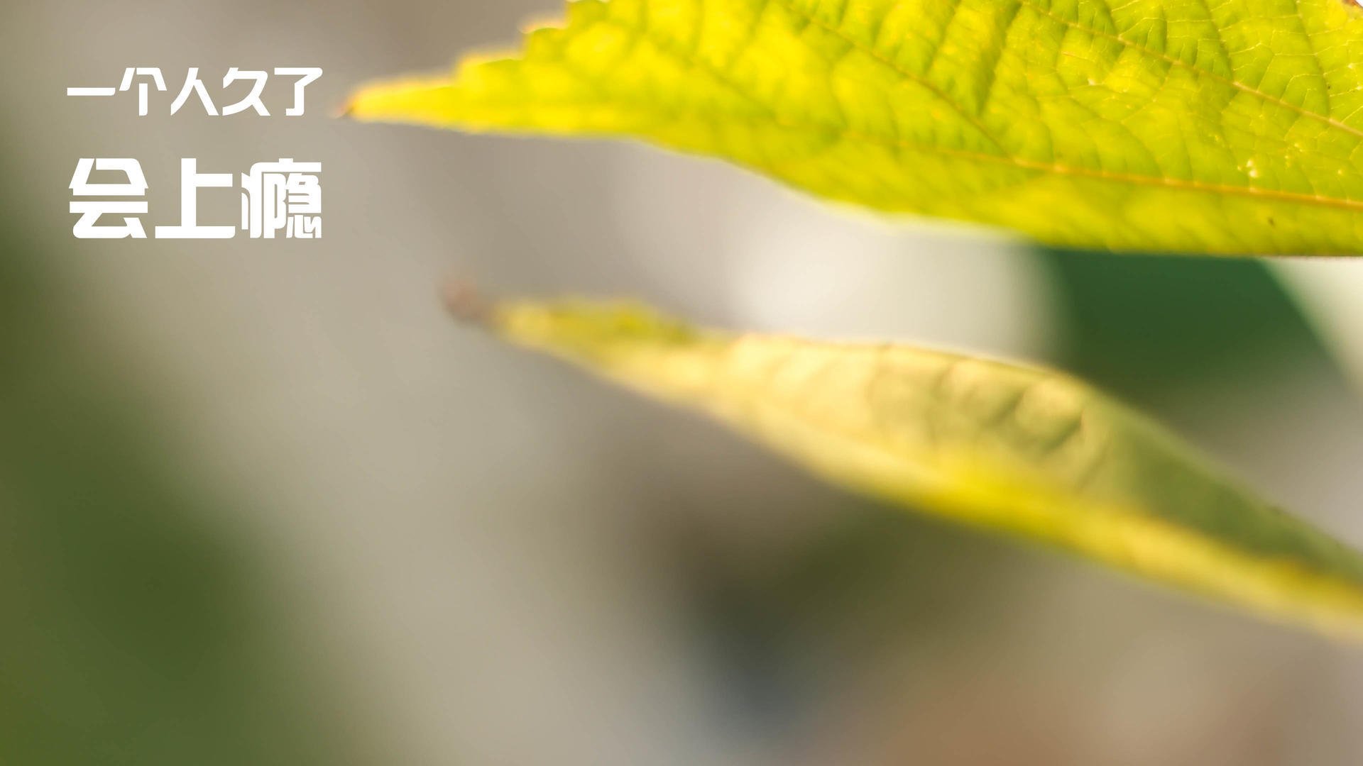 俱乐部思维与国家队的碰撞,当勒沃库森体系遇上哥伦比亚舞步