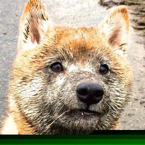 开云体育官网-主角舞台定律，英格拉姆越关键越准，快船靠一节夺走所有灯光