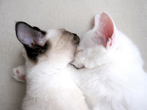 铁血防守撕裂印城幻梦 爵士双星闪耀西决生死战