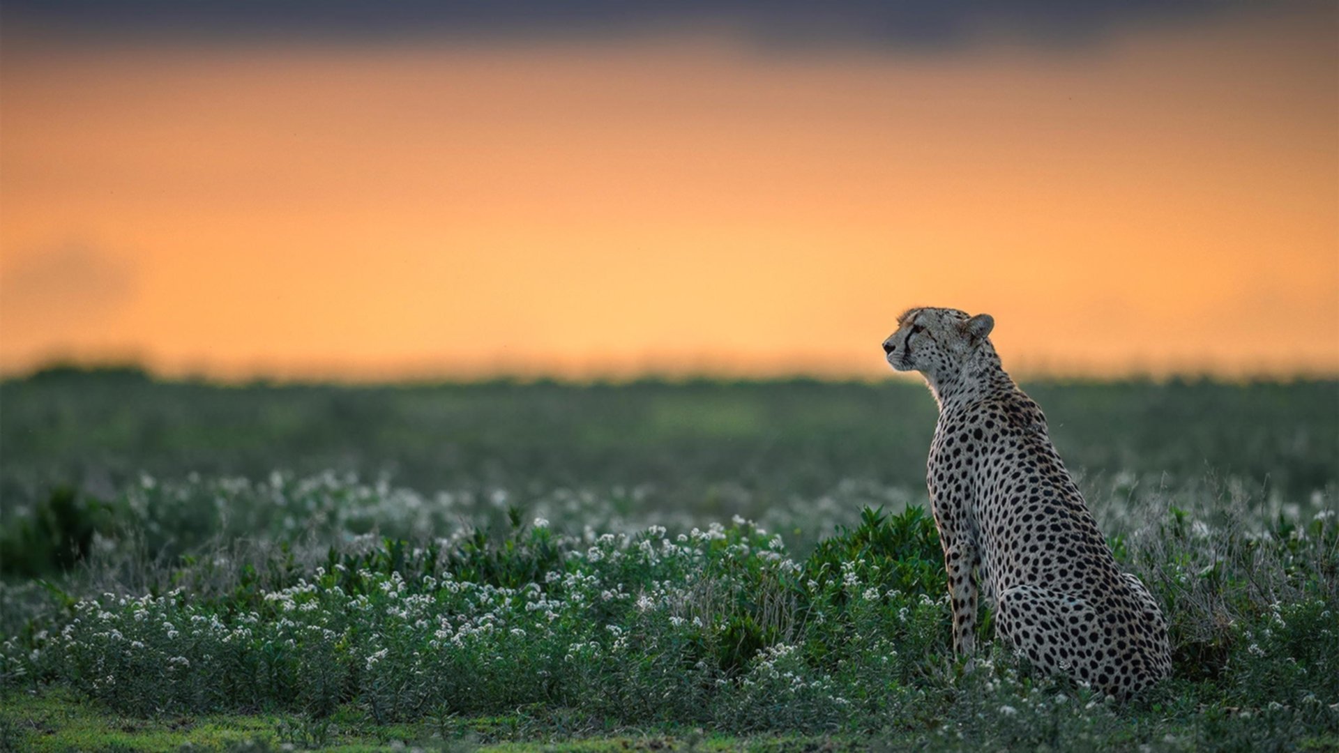 东决寒光倾泻之夜，当哈利伯顿的致命连击冻结了凯尔特人