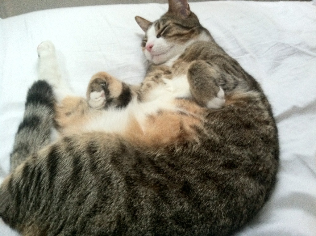 北方魔术轰然倒塌，奥兰多奇兵切特一箭破关，斩落山西不败金身