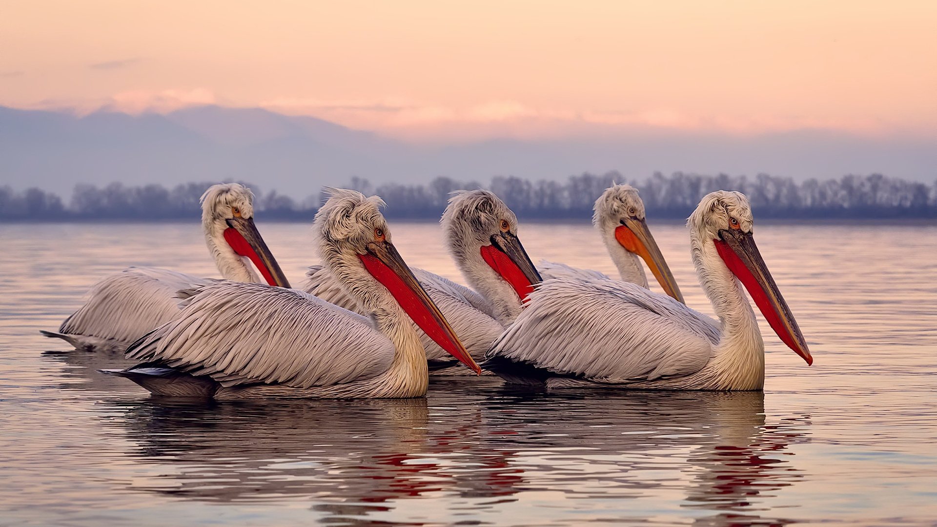 湖人遭遇技术性击倒，末节仅得14分，小贾伦破茧成关键先生