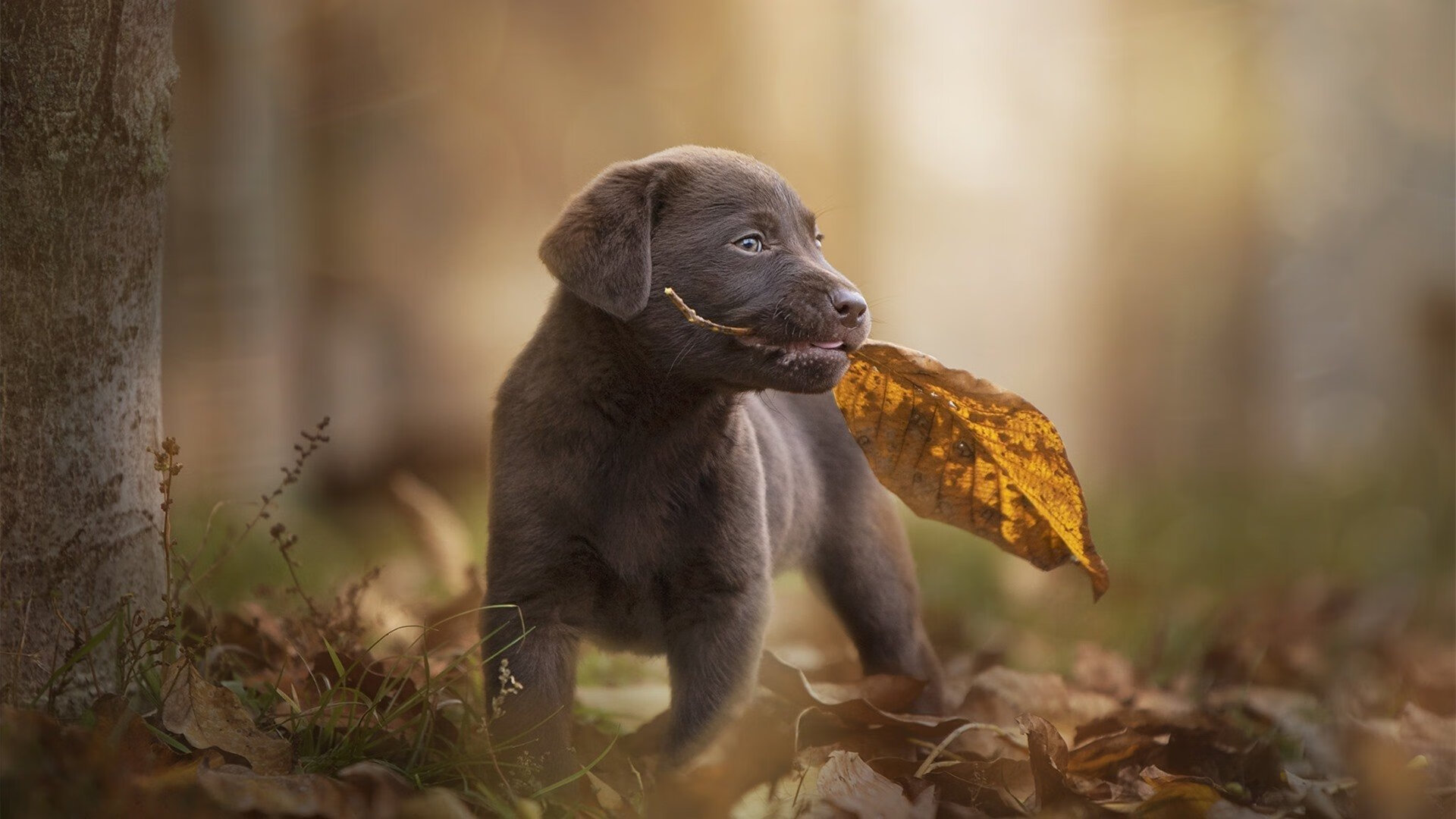 开云体育APP下载-詹姆斯稳定输出如精密仪器，湖人轻取活塞展团队默契