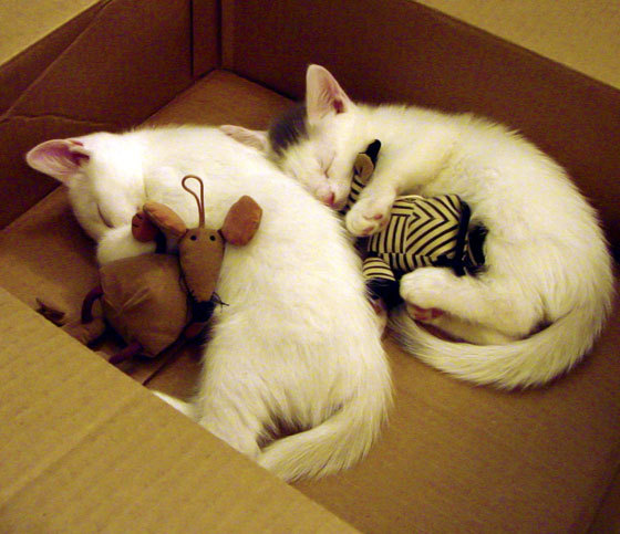 詹姆斯稳定输出如精密仪器,湖人轻取活塞展团队默契