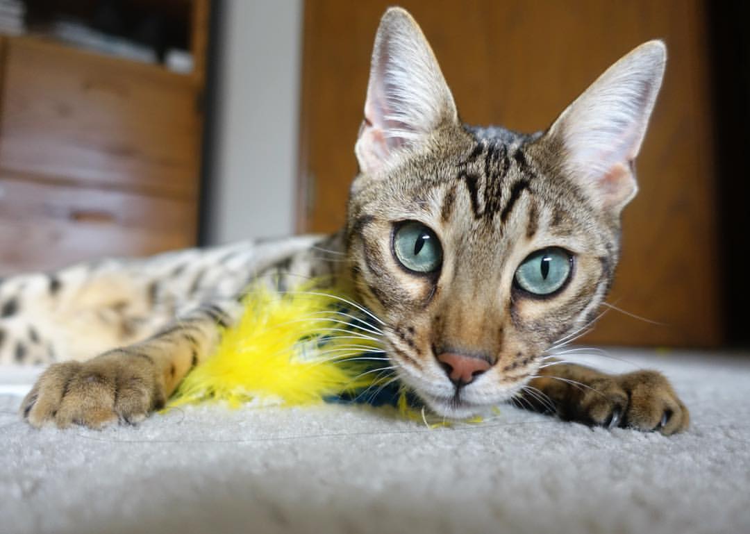 开云体育APP下载-篮球双城记，爵士斩落新疆队，哈利伯顿德甲争冠战接管比赛