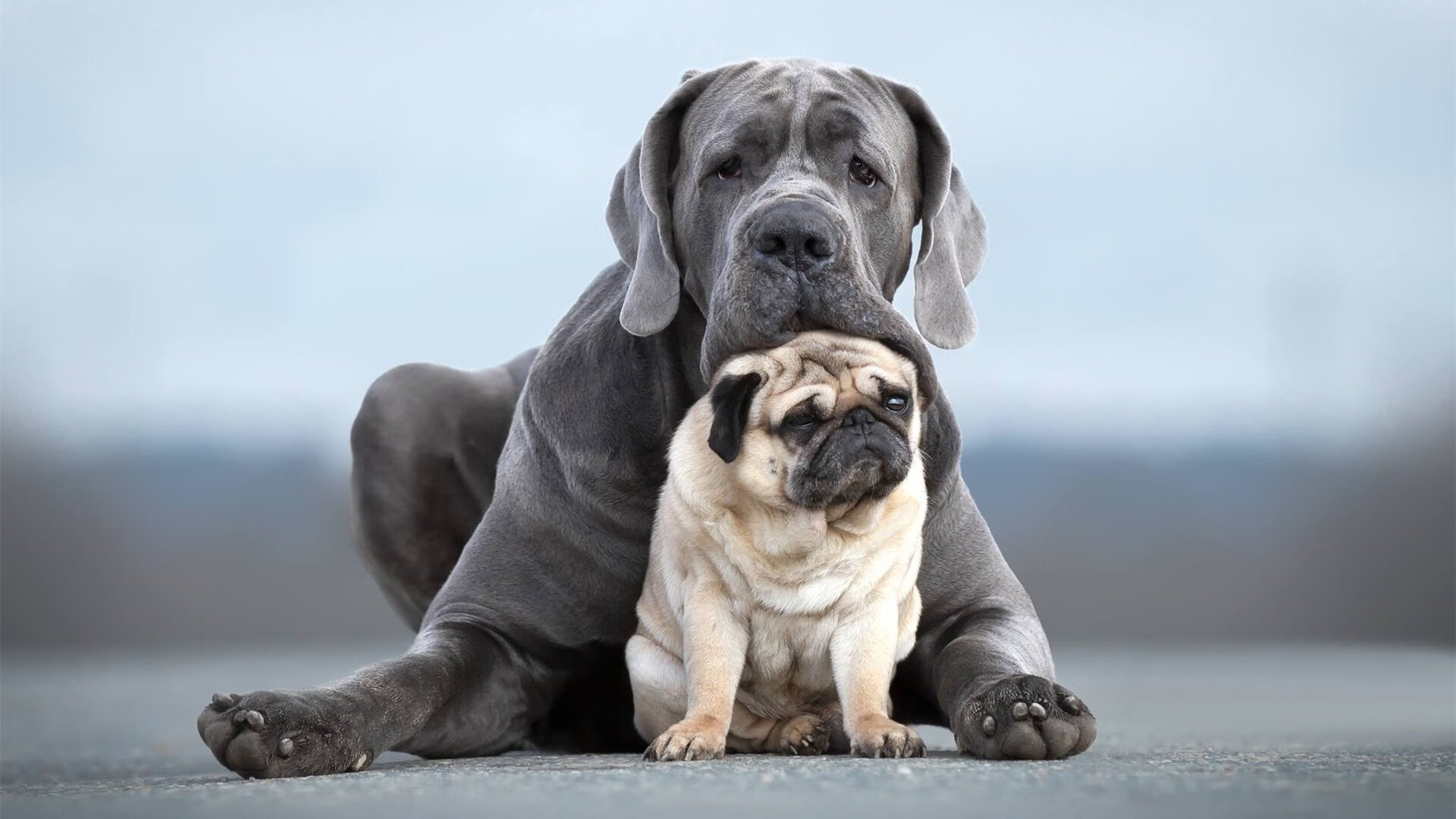 莱奥教科书之夜，西班牙失守，日本艺术足球的绝美逆写