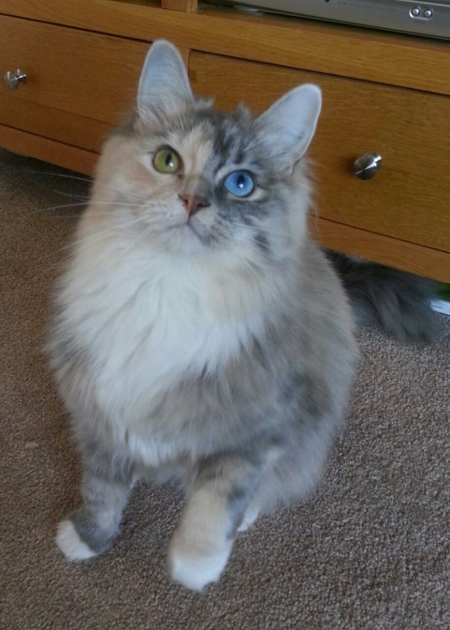 双线焦点，加克波烈焰状态无人可挡，那不勒斯鏖战力克毕尔巴鄂