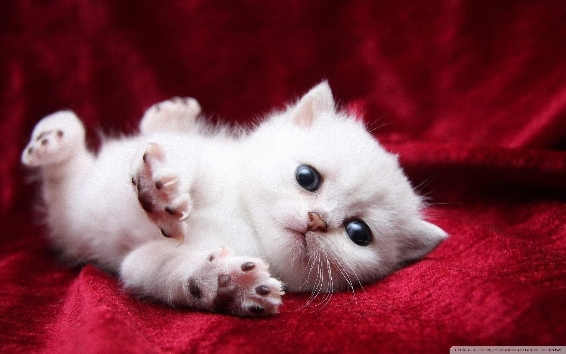 开云体育2026-冰岛战吼再临，全面压制爱尔兰，新星孔德预演2026接管剧本