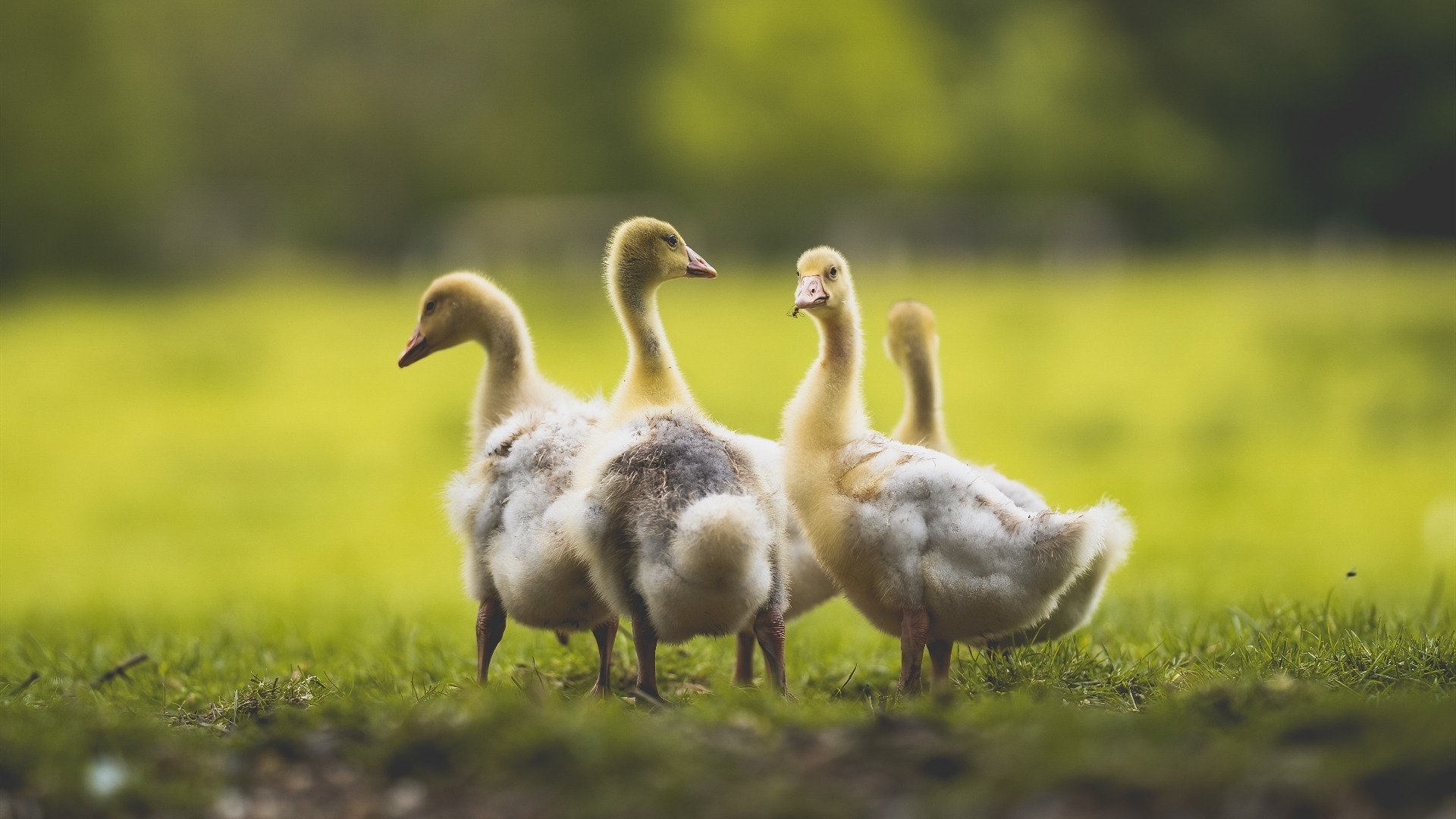 开云sport-今夜，世界为他定格，布鲁诺那记改写排名的寂静绝杀