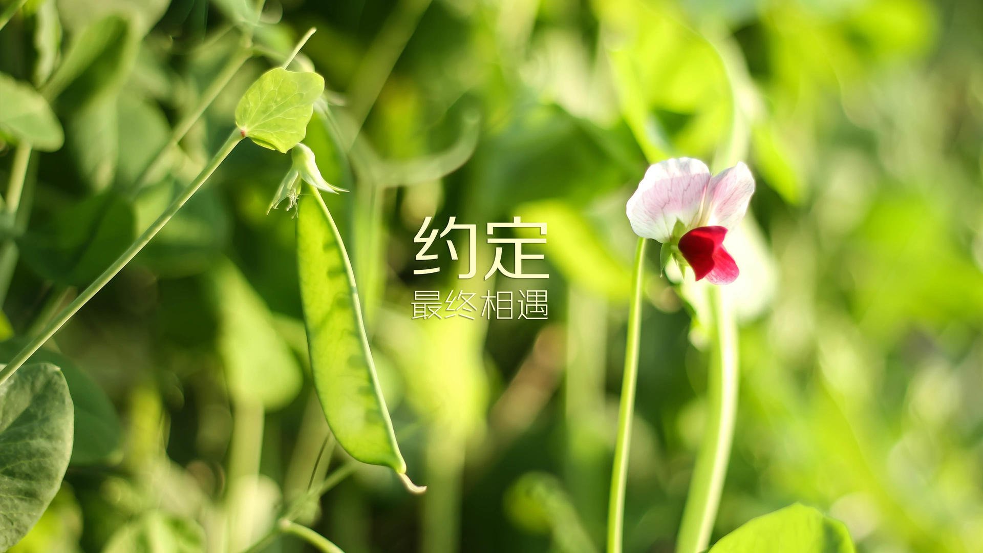 海市蜃楼的独舞，当安第斯雄鹰碾碎日耳曼战车，莫德里奇在2026的时空裂缝里完成致命一击